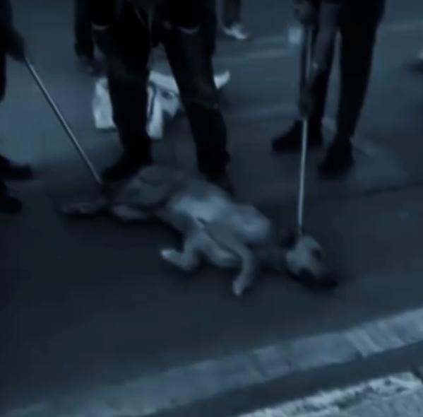 grainy frame from a street video, the dog lying on the pavement in a tinted blue light